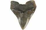Serrated, Fossil Megalodon Tooth - Colorful Enamel #204590-2
